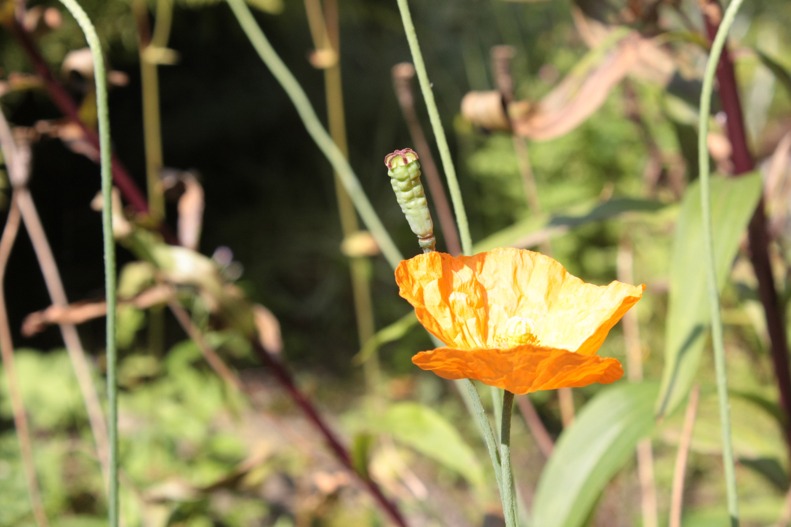 Klatschmohn