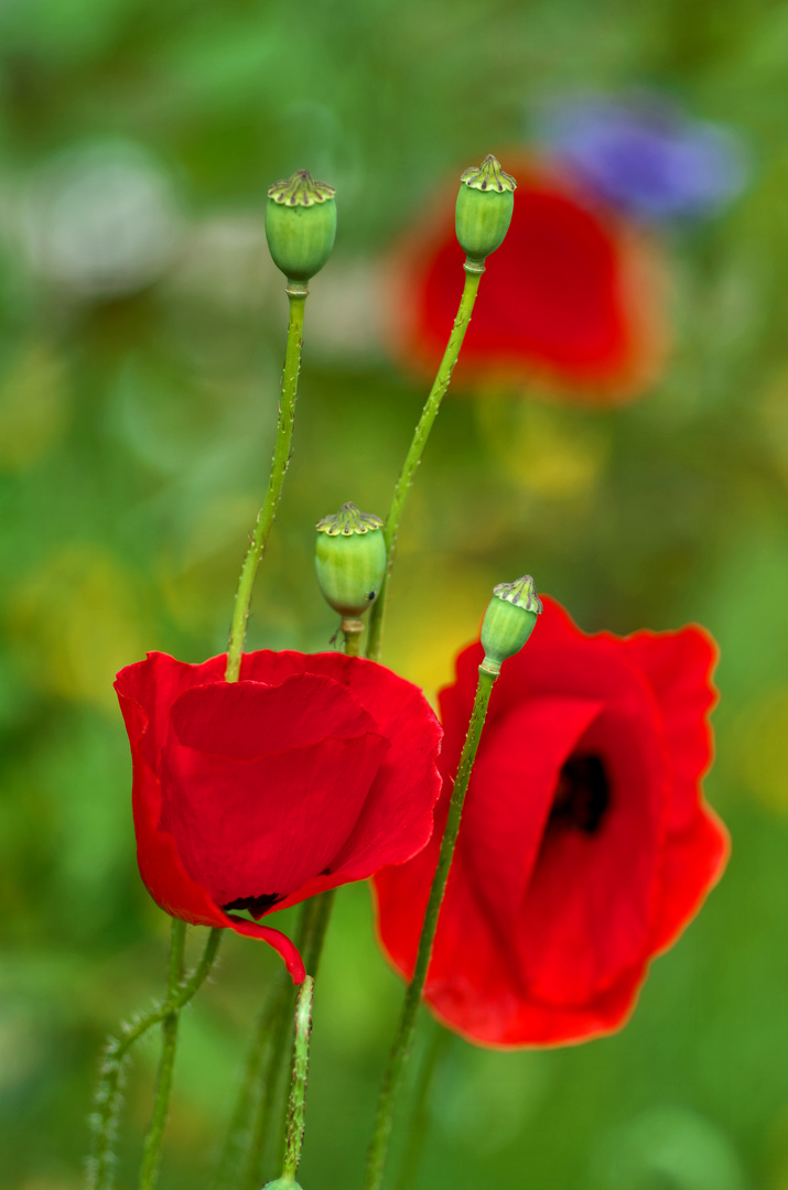 Klatschmohn 6