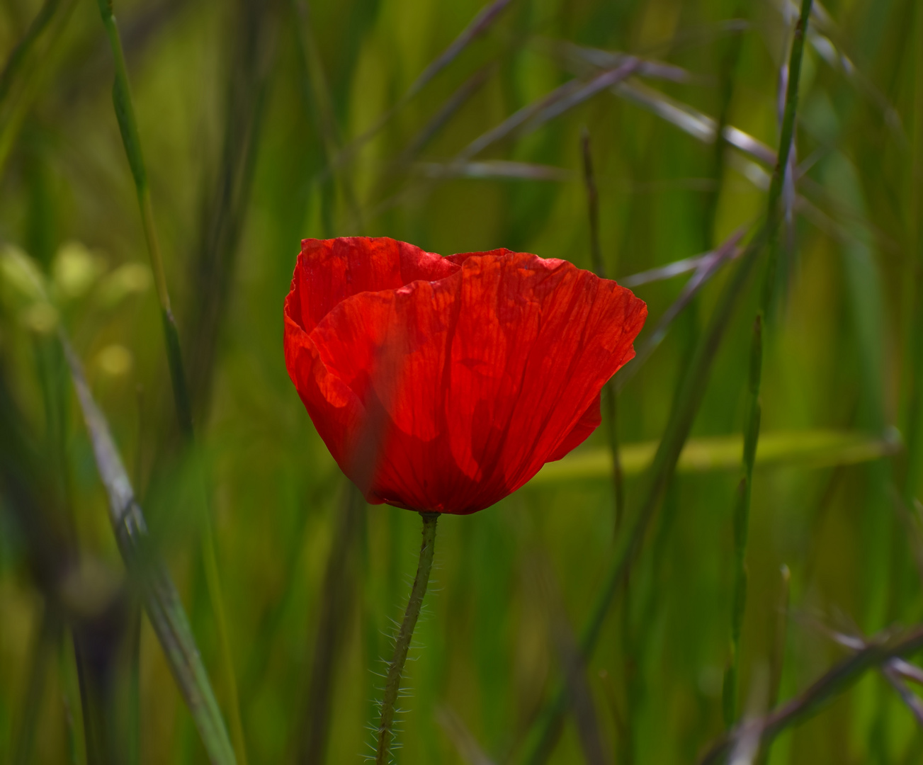 Klatschmohn (6)