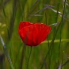 Klatschmohn (6)