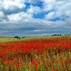 Klatschmohn