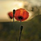   Klatschmohn