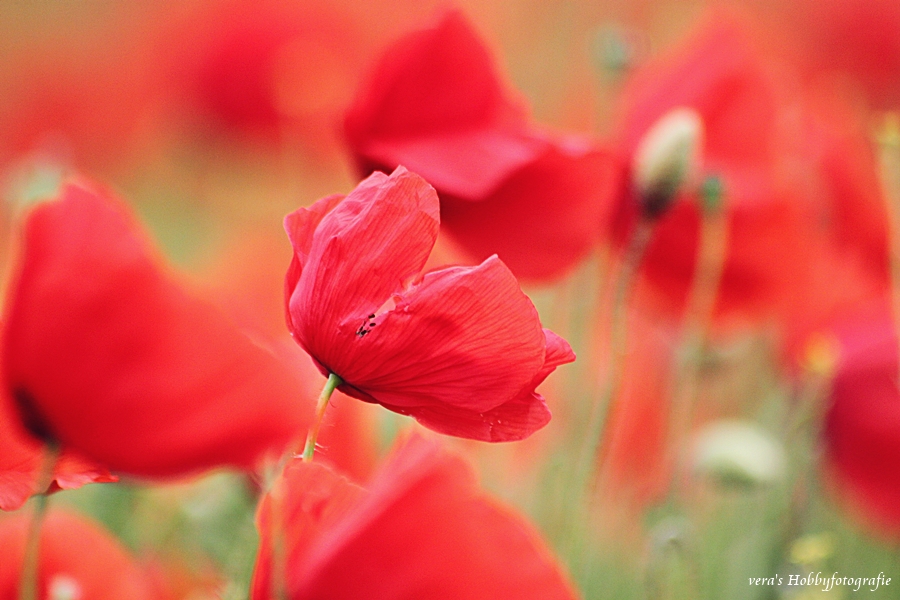 KLatschmohn