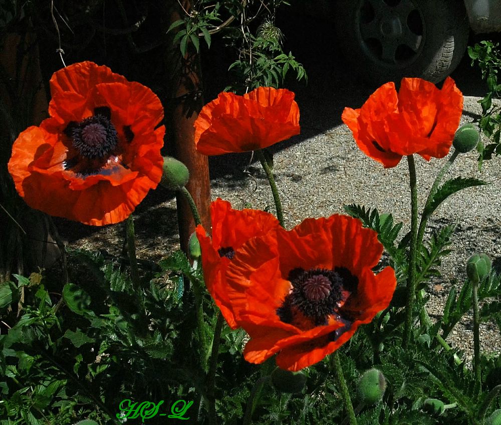 Klatschmohn