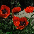 Klatschmohn