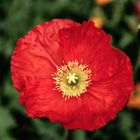 Klatschmohn