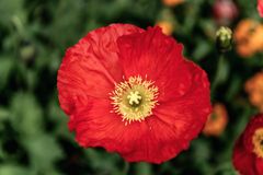 Klatschmohn