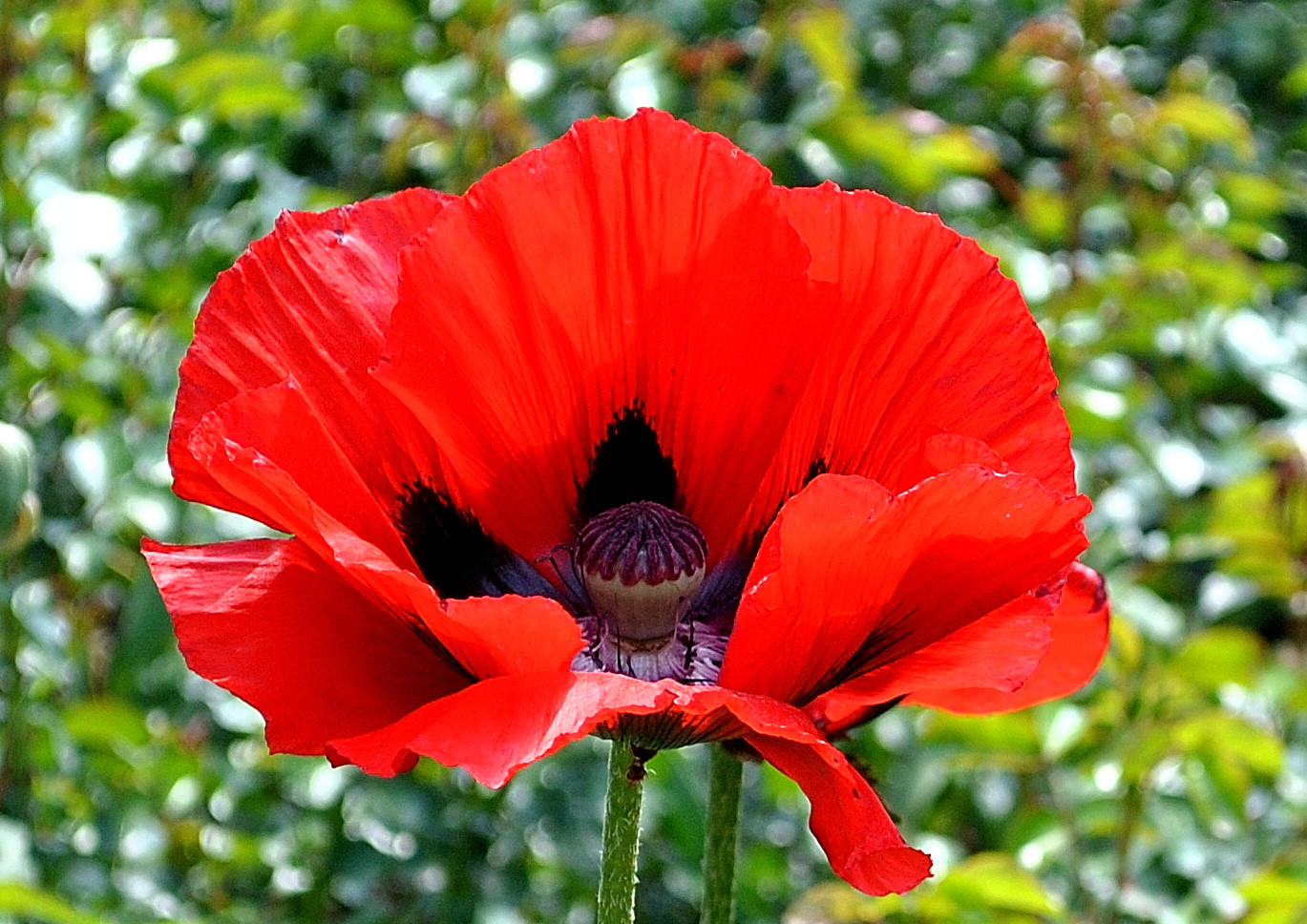 Klatschmohn