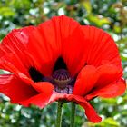 Klatschmohn