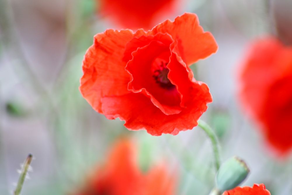 Klatschmohn von Volker Apostel 