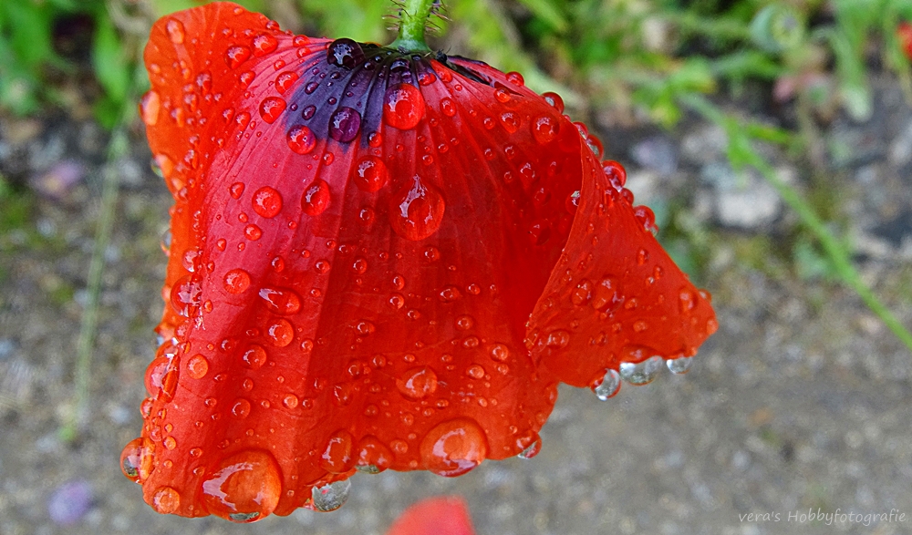 Klatschmohn