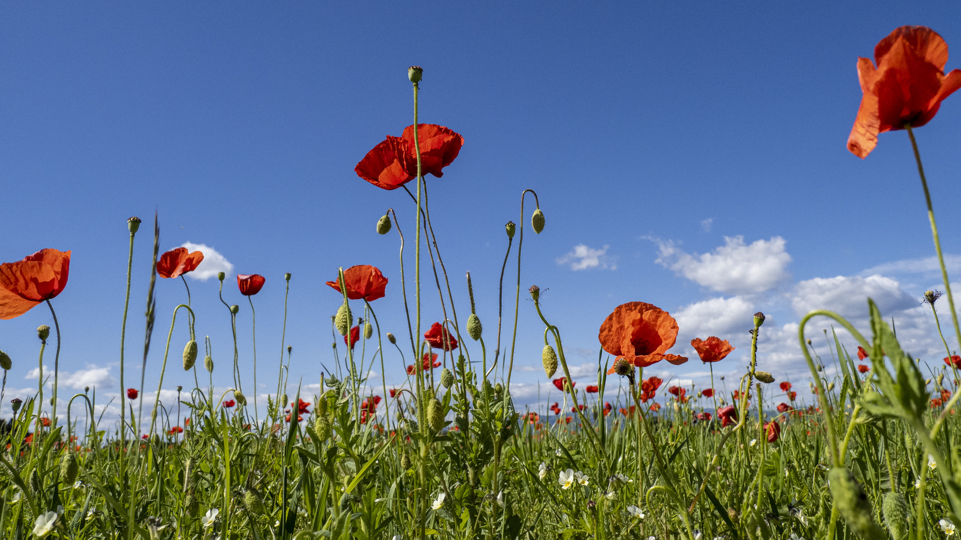 Klatschmohn