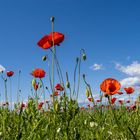 Klatschmohn