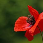 Klatschmohn