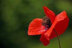 Klatschmohn