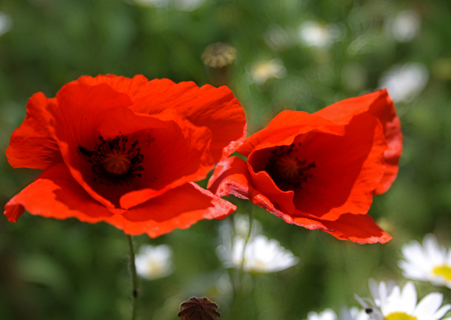 Klatschmohn