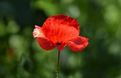 Klatschmohn