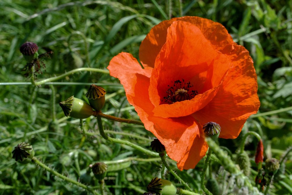 Klatschmohn