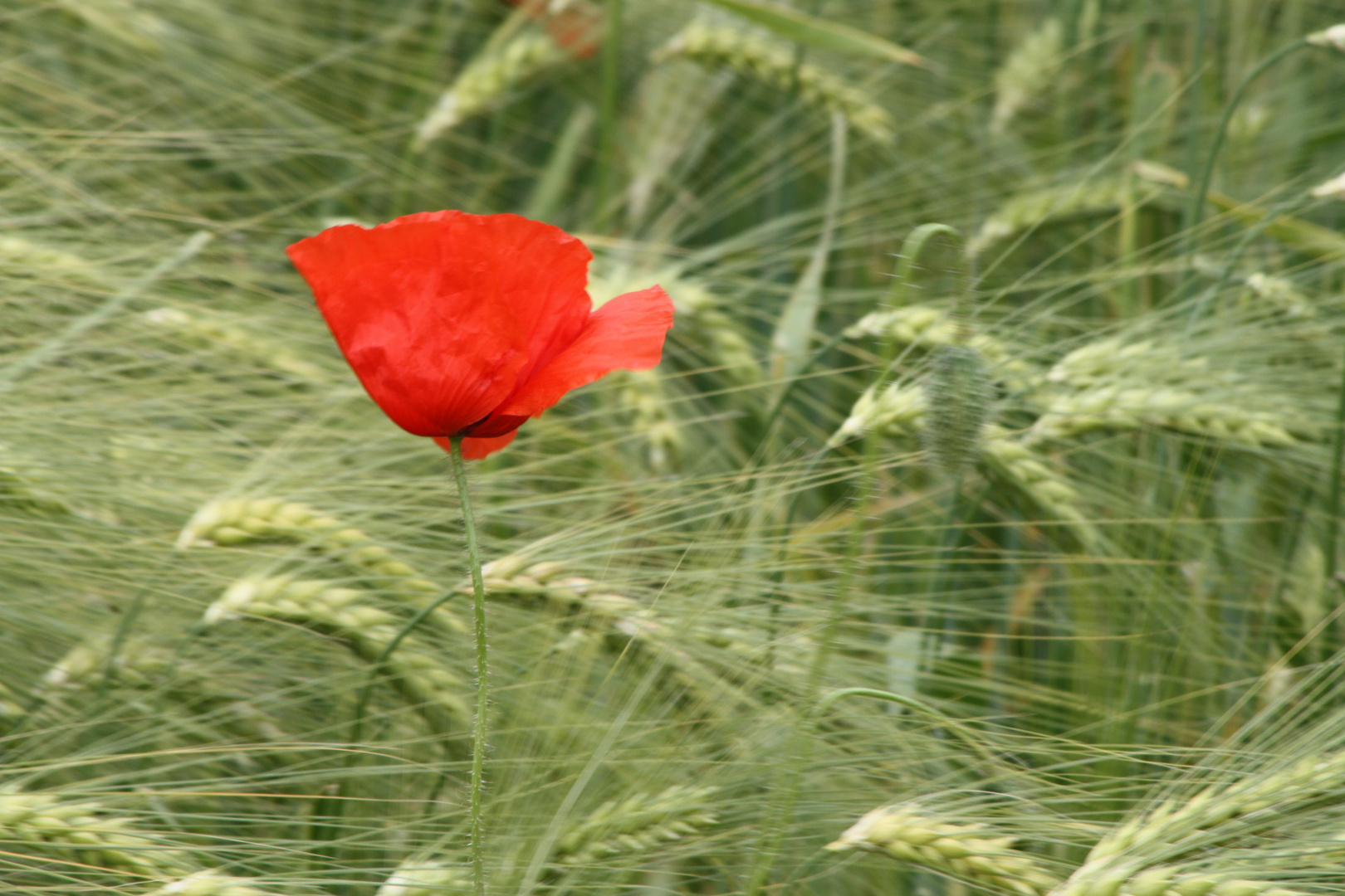 Klatschmohn