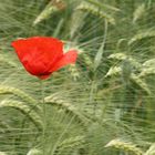 Klatschmohn