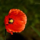 Klatschmohn