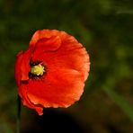 Klatschmohn