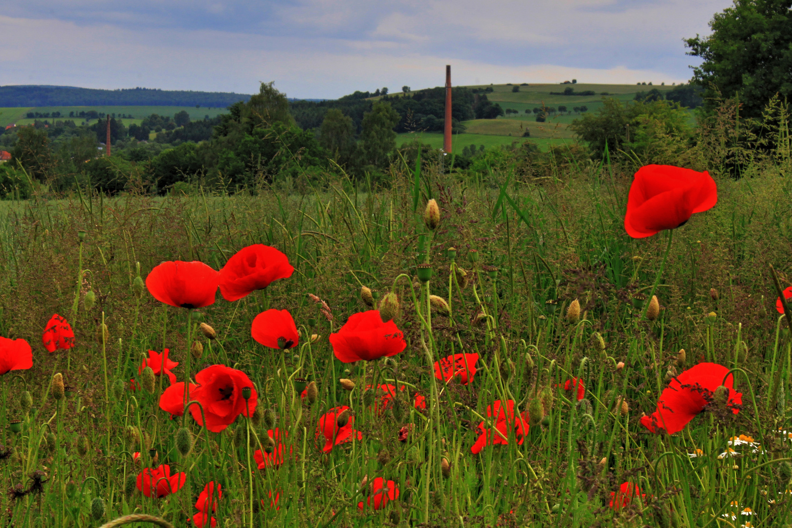 -Klatschmohn-