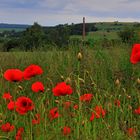 -Klatschmohn-