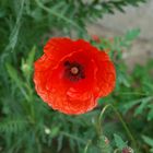 Klatschmohn