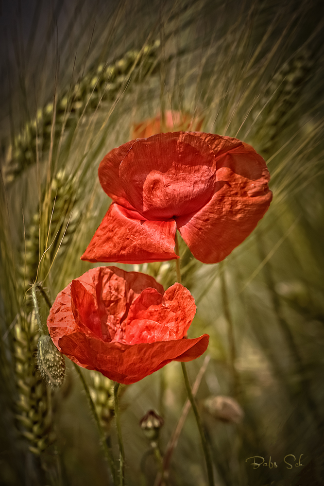 Klatschmohn...