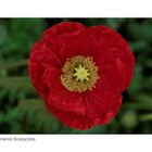 Klatschmohn