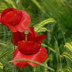 Klatschmohn