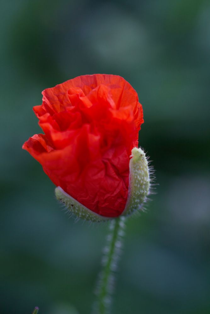 Klatschmohn