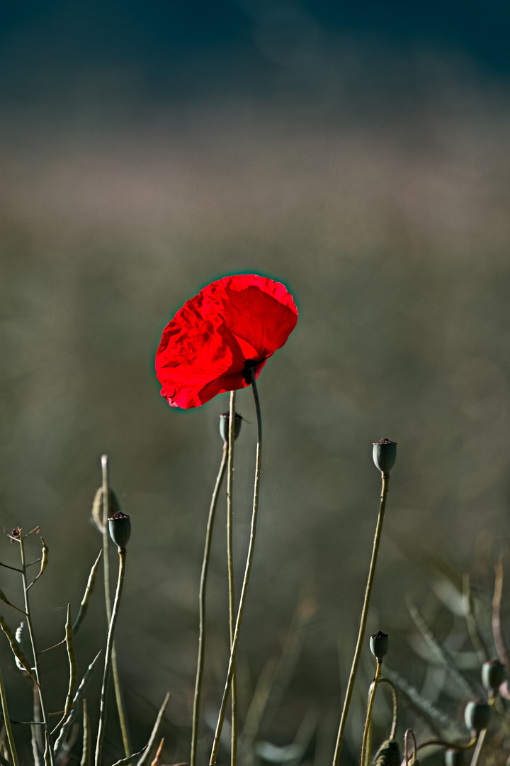 Klatschmohn