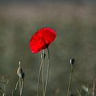 Klatschmohn