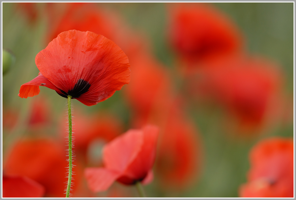 Klatschmohn