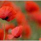 Klatschmohn