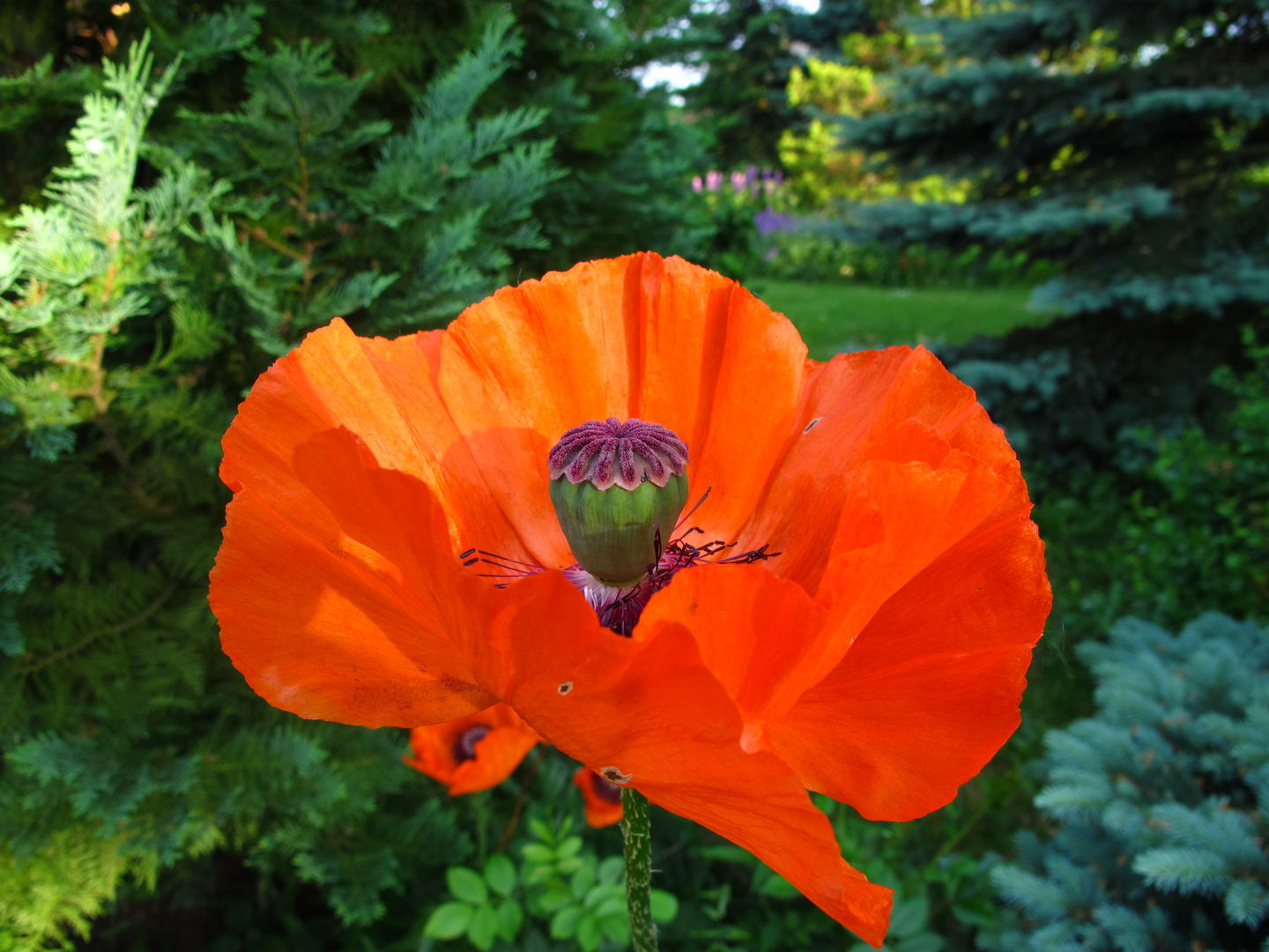 Klatschmohn