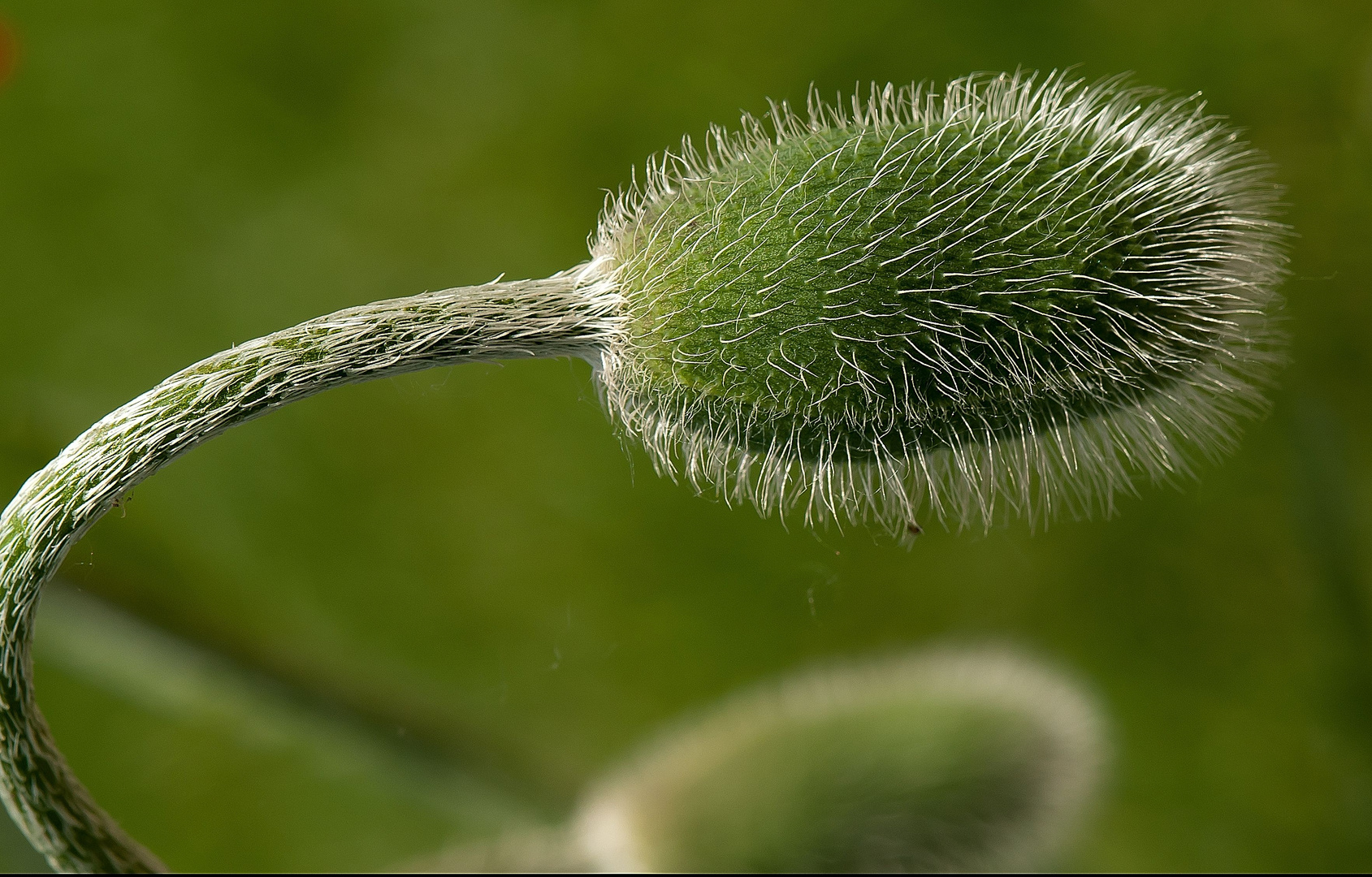 Klatschmohn