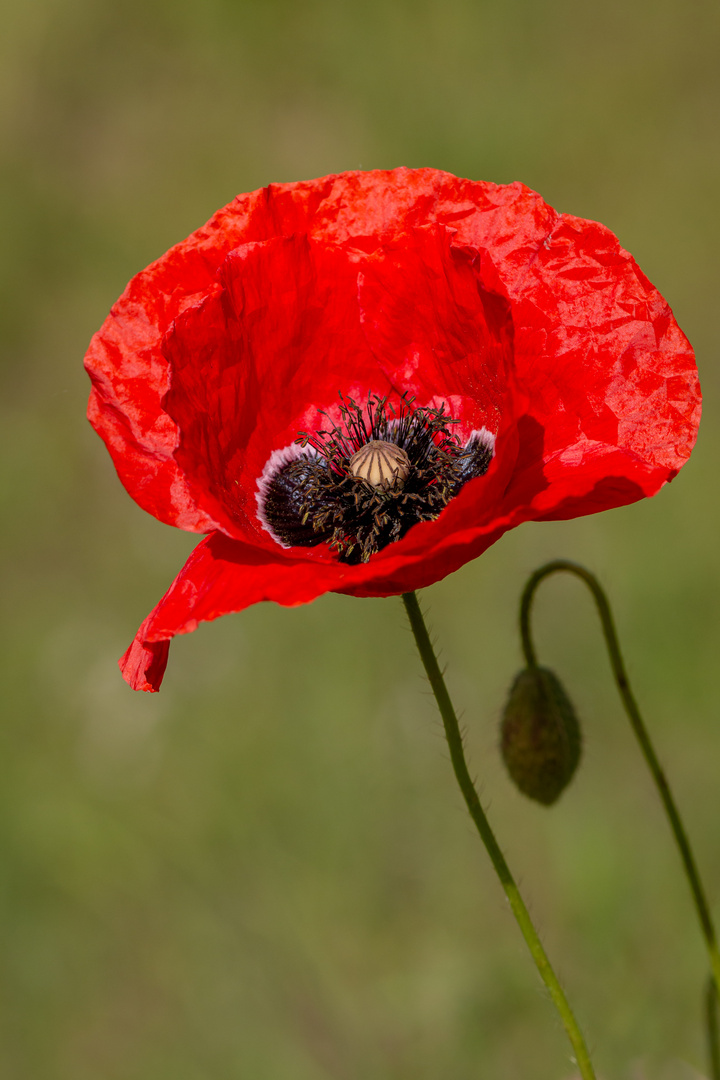 Klatschmohn