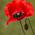 Klatschmohn