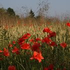 Klatschmohn