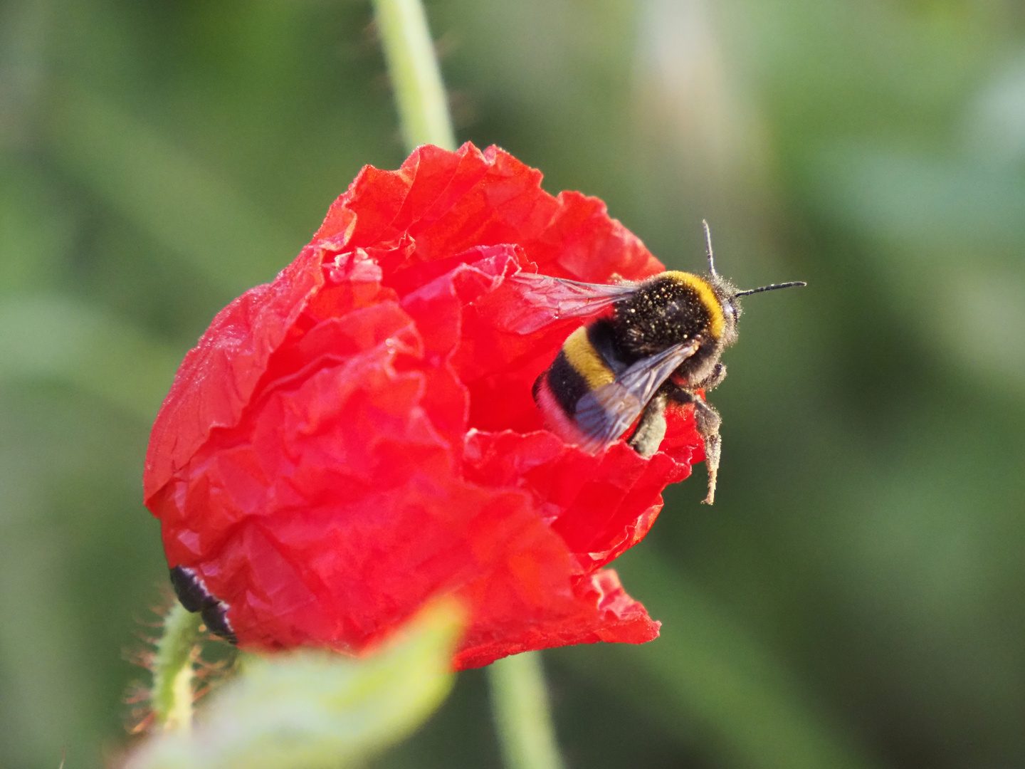 Klatschmohn