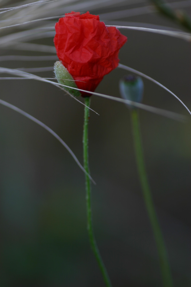 Klatschmohn