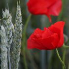 Klatschmohn