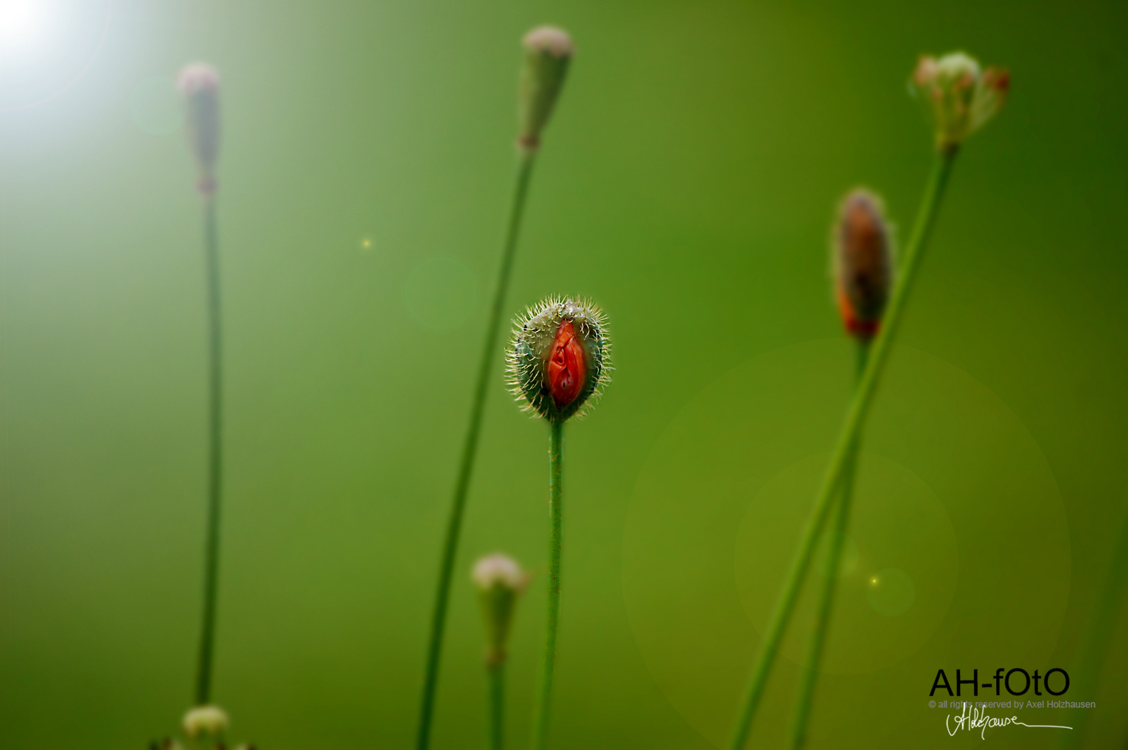 Klatschmohn