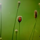 Klatschmohn