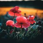 Klatschmohn