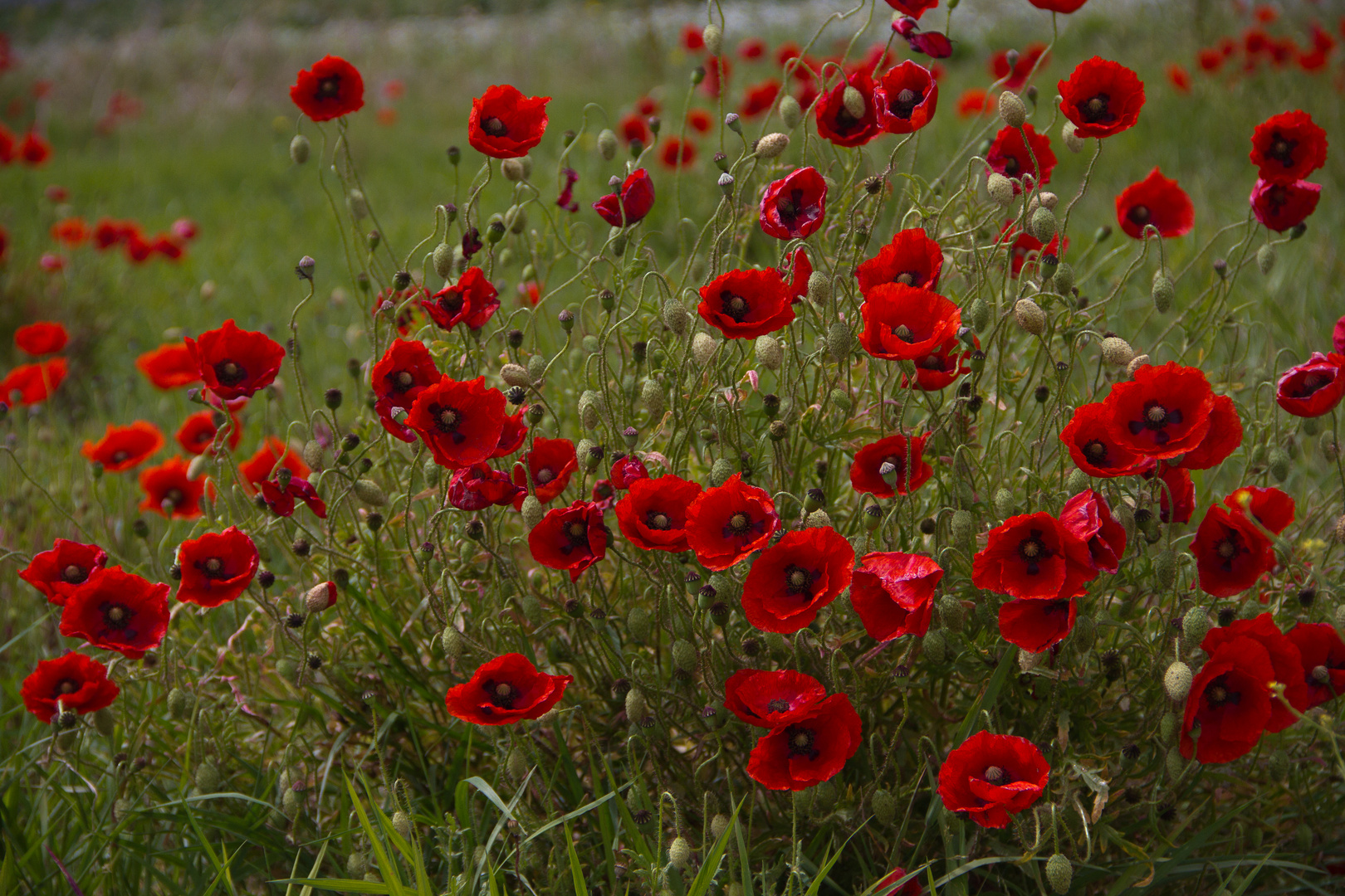 Klatschmohn