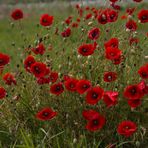 Klatschmohn
